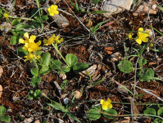 Ranunculus bullatus subsp. cytheraeus