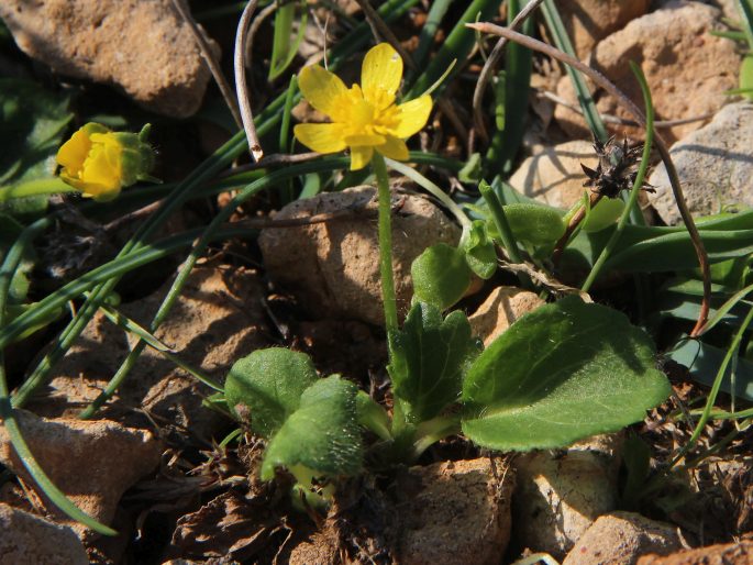 Ranunculus bullatus subsp. cytheraeus