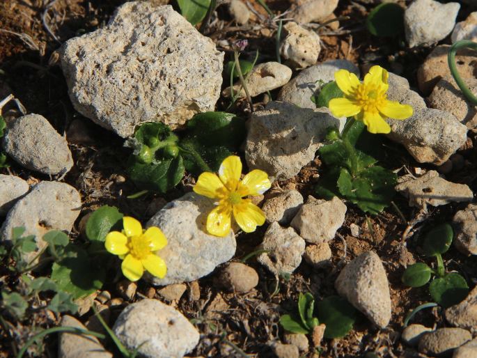 Ranunculus bullatus subsp. cytheraeus