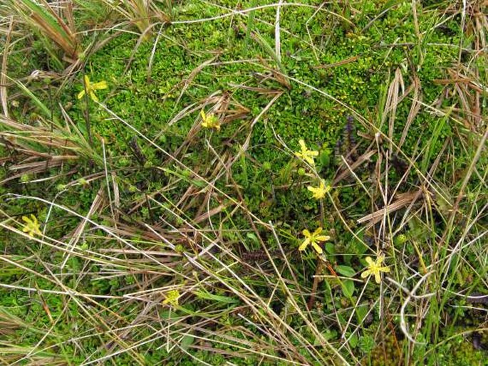 Ranunculus gracilipes