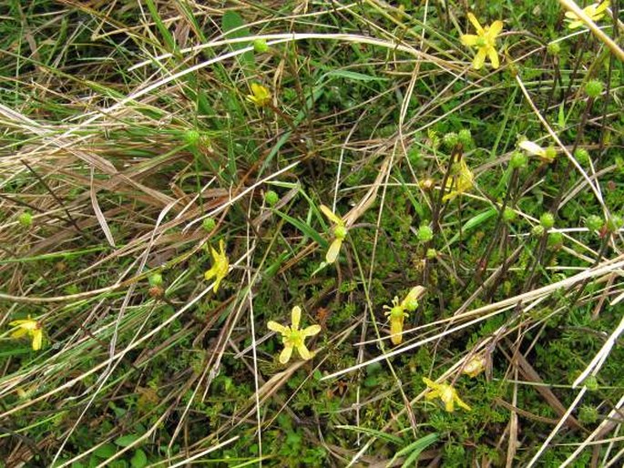 Ranunculus gracilipes