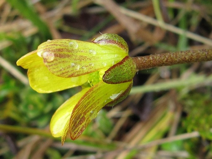 Ranunculus gracilipes