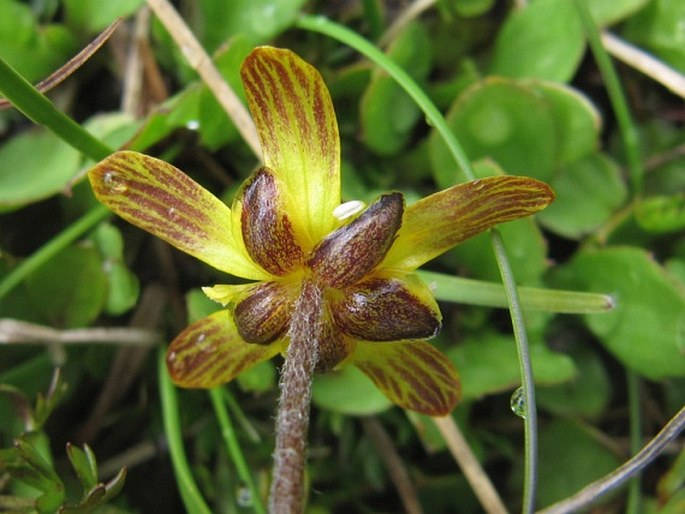 Ranunculus gracilipes