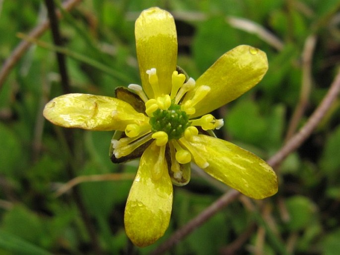 Ranunculus gracilipes