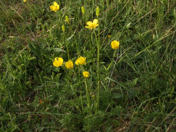 Ranunculus millefoliatus