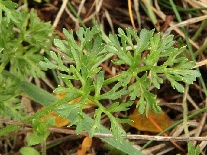 Ranunculus millefoliatus