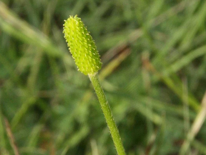 Ranunculus millefoliatus