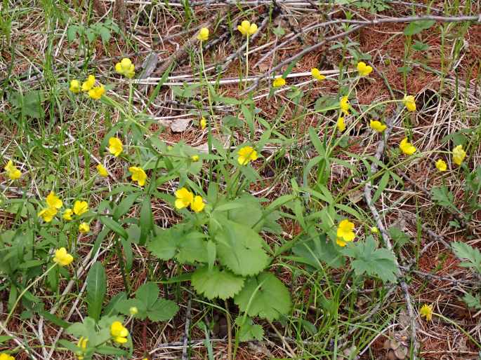 Ranunculus monophyllus