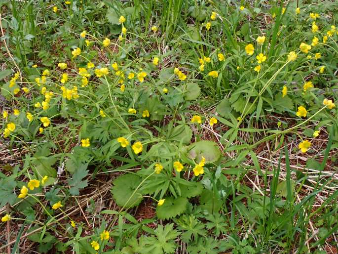 Ranunculus monophyllus