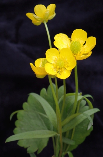 Ranunculus monophyllus