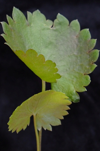 Ranunculus monophyllus