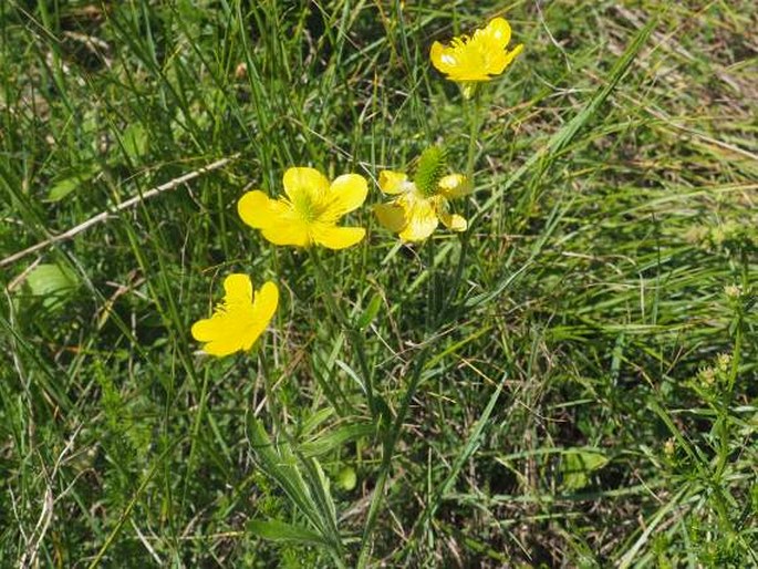 Ranunculus psilostachys