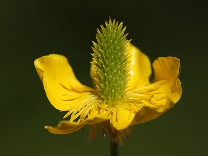 Ranunculus psilostachys