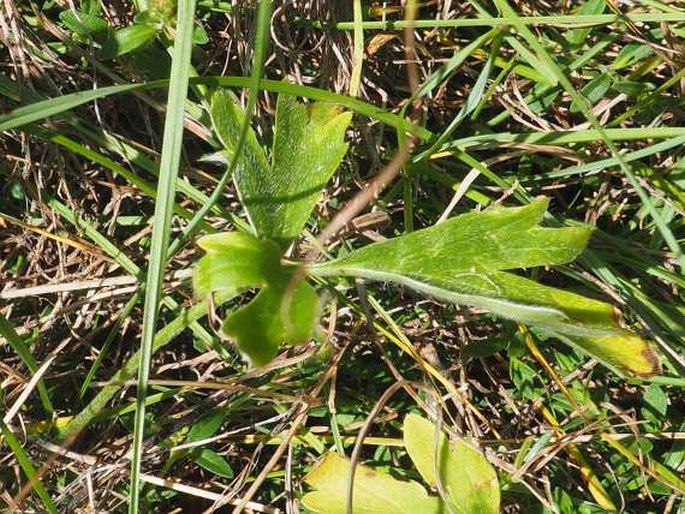 Ranunculus psilostachys