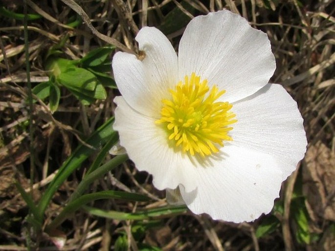 RANUNCULUS PYRENAEUS L. - pryskyřník / iskerník