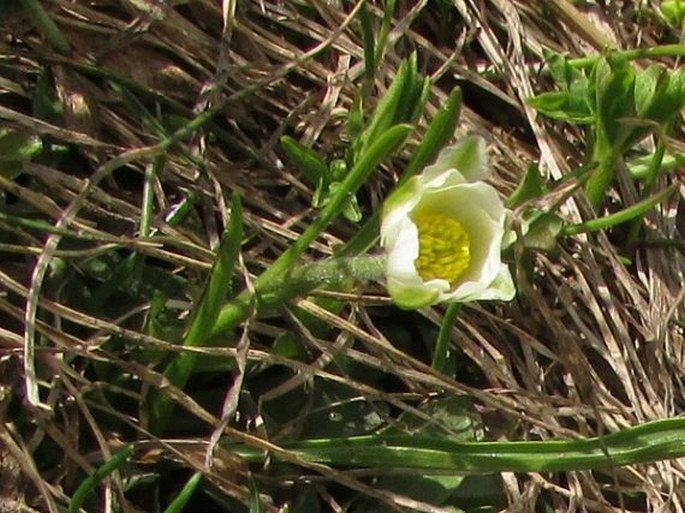 Ranunculus pyrenaeus