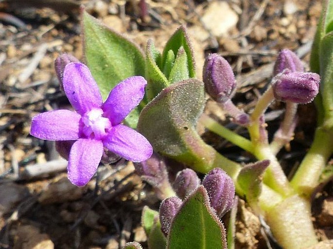 Raphionacme hirsuta