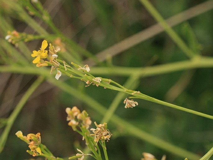 Rapistrum perenne