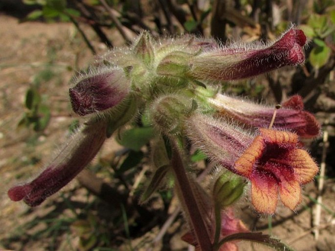 REHMANNIA GLUTINOSA (Gaertn.) DC.