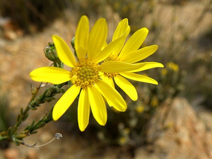 Oedera calycina