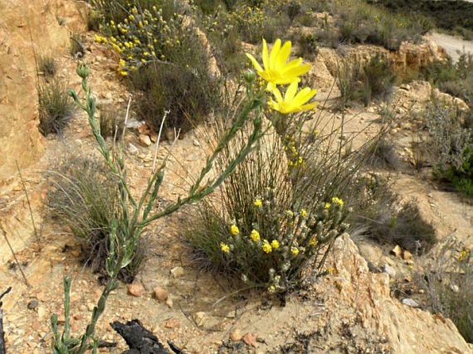 Oedera calycina