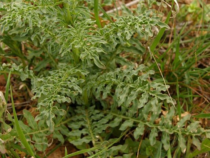 Reseda alba