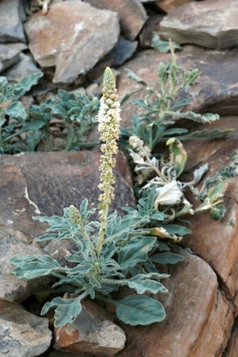 Reseda aucheri