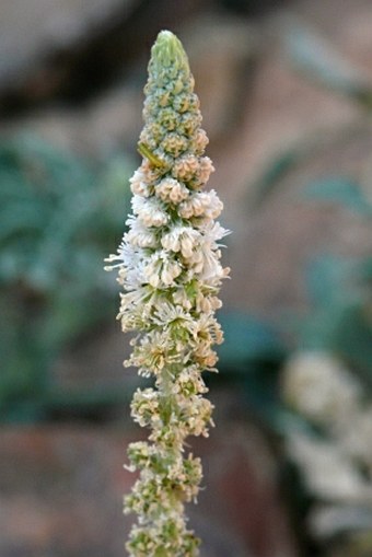 Reseda aucheri