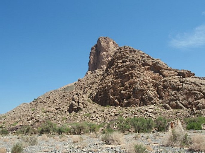 Reseda aucheri