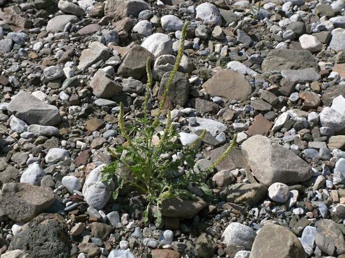 Reseda aucheri