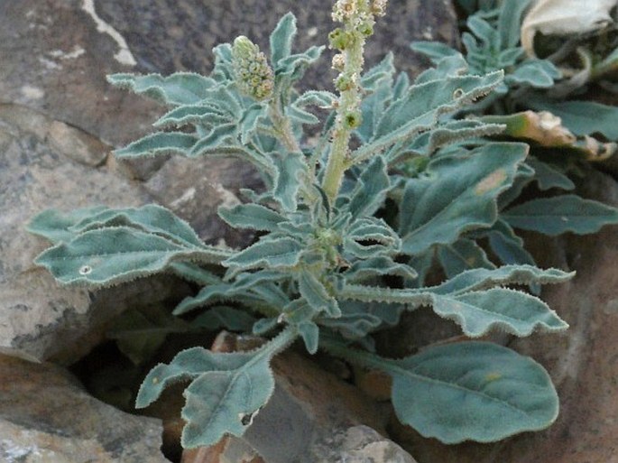 Reseda aucheri