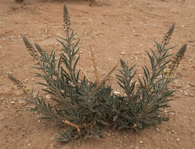 Reseda villosa