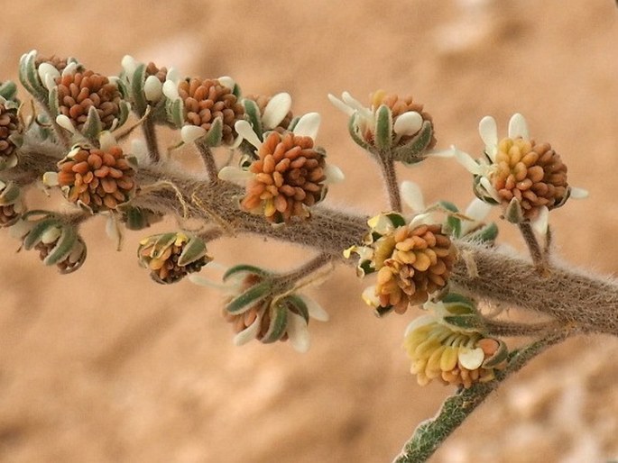 Reseda villosa