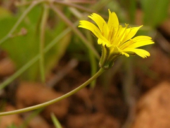 Rhagadiolus stellatus