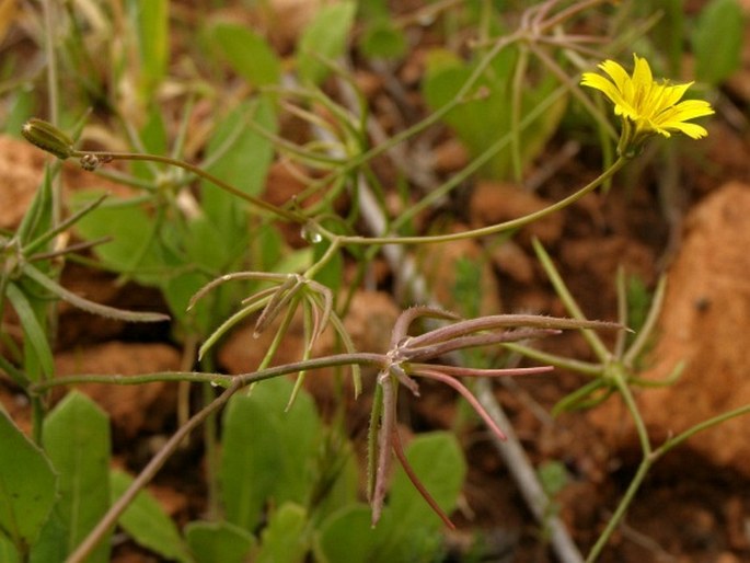 RHAGADIOLUS STELLATUS (L.) Gaertn. - kosatka hvězdovitá