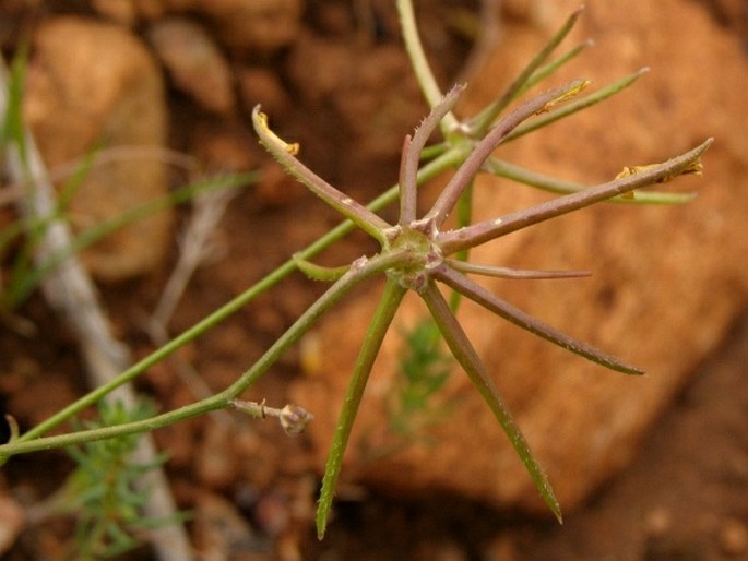 Rhagadiolus stellatus