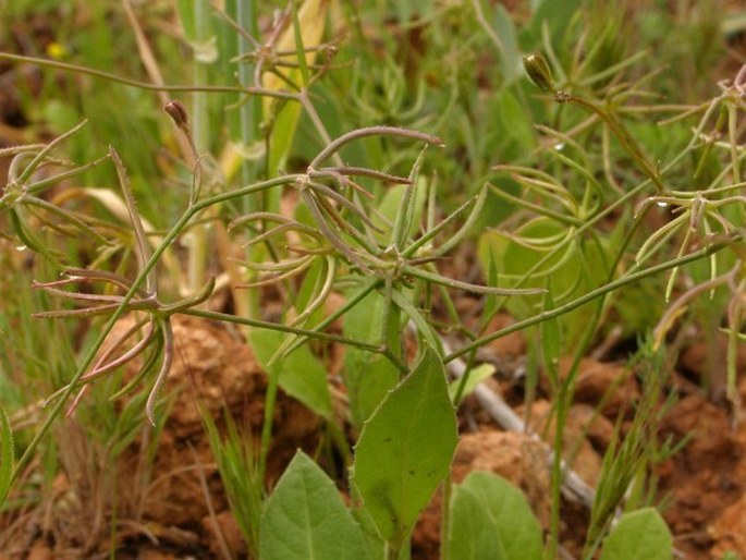 Rhagadiolus stellatus