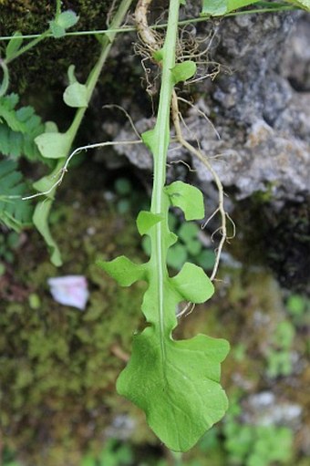 Rhagadiolus edulis