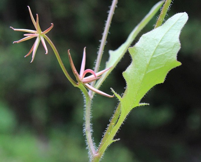 RHAGADIOLUS EDULIS Gaertn. - kosatka jedlá