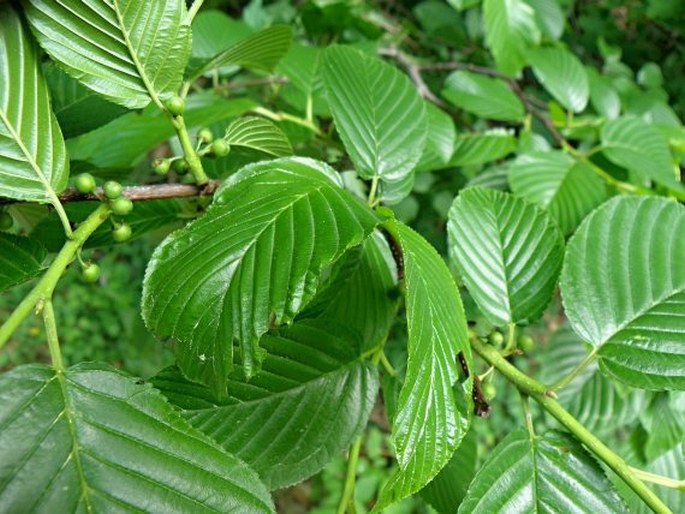 Rhamnus alpina subsp. fallax