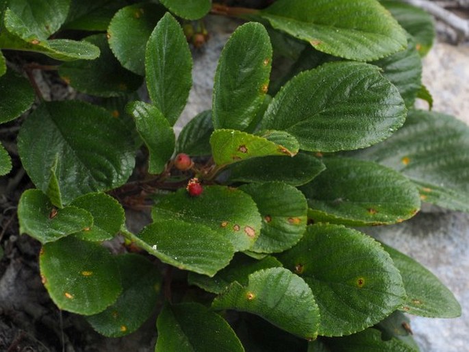 RHAMNUS PUMILA Turra – řešetlák / rešetliak