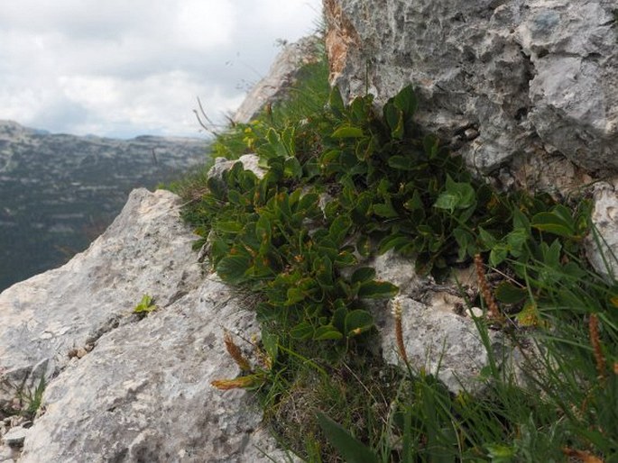 Rhamnus pumila