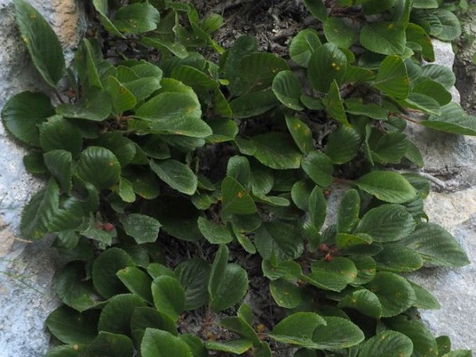 Rhamnus pumila