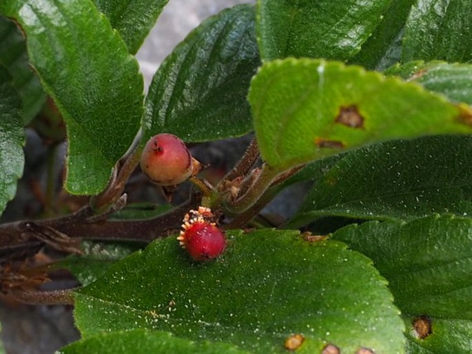 Rhamnus pumila