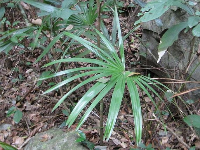 Rhapis excelsa