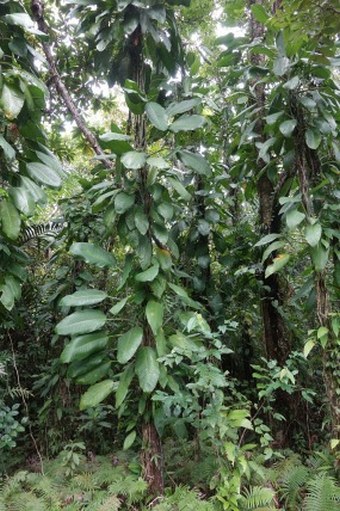 Rhaphidophora spathacea