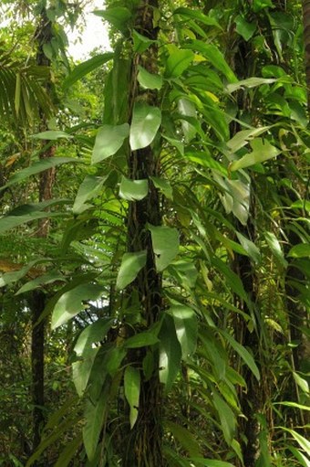 Rhaphidophora spathacea