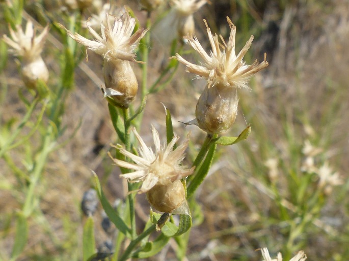 RHAPONTICUM REPENS (L.) Hidalgo - rapontika plazivá