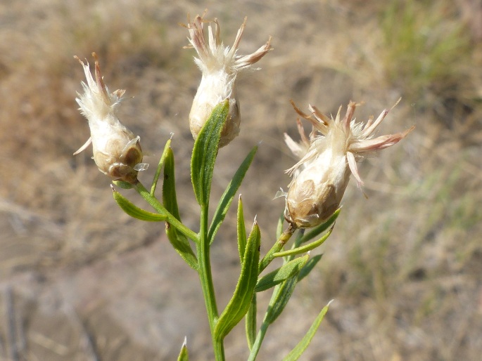 Rhaponticum repens