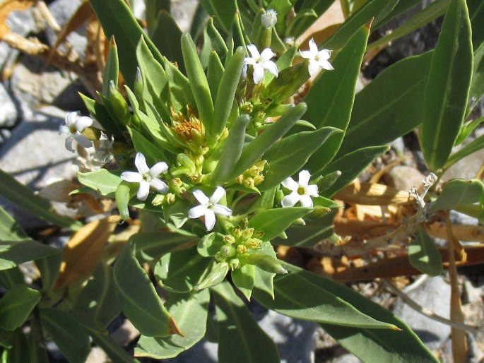 Rhazya stricta